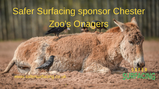 Safer Surfacing sponsors Chester Zoo