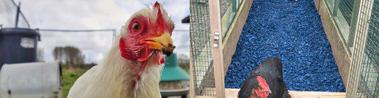 Hygiene – A key benefit of rubber chipping for your chickens!